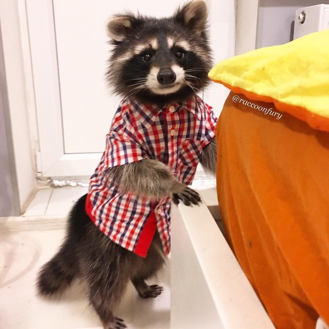 Енот в одежде