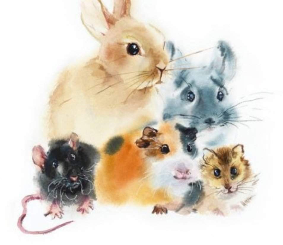 Кролик, шиншилла, морская Свинка, хомяк