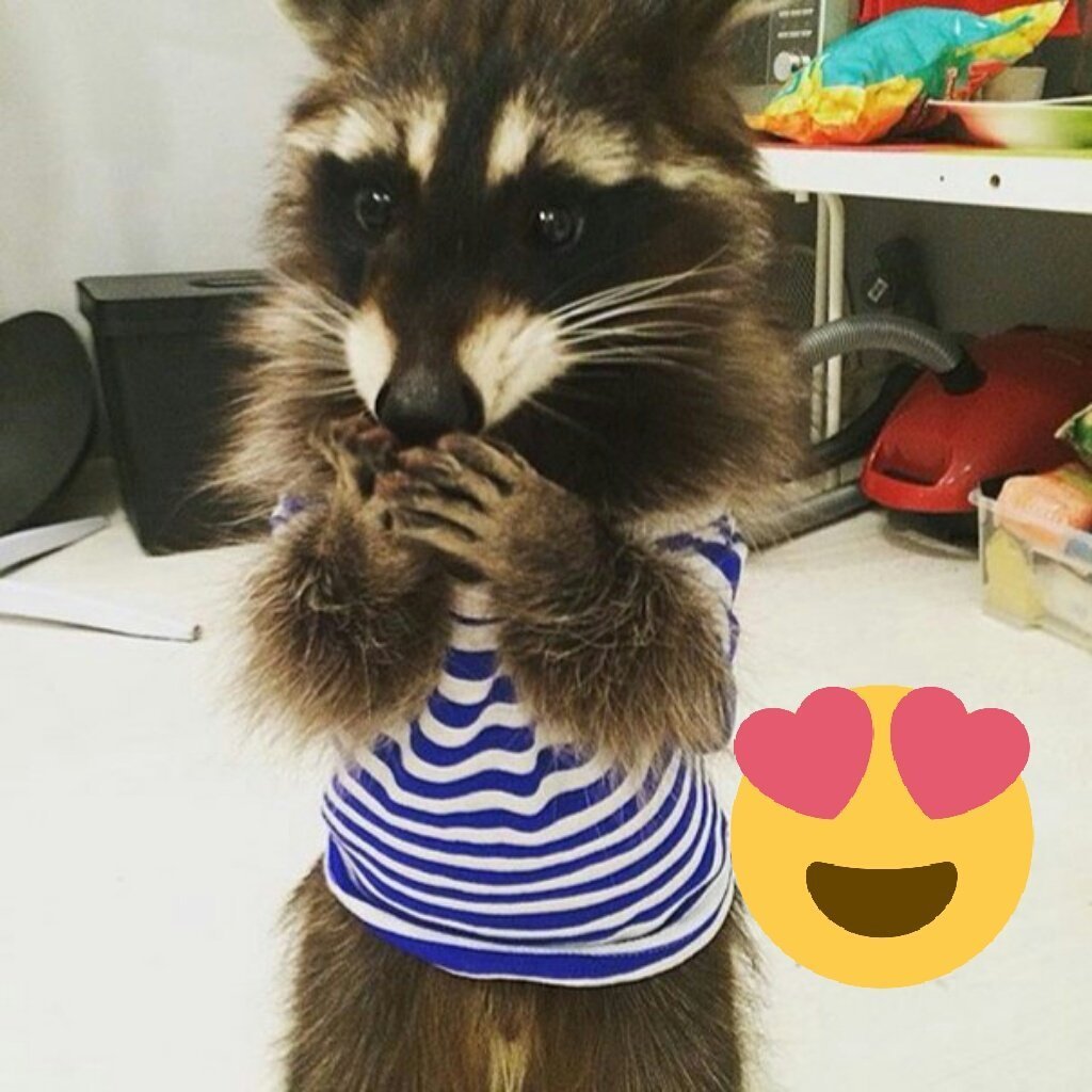 Енот в одежде