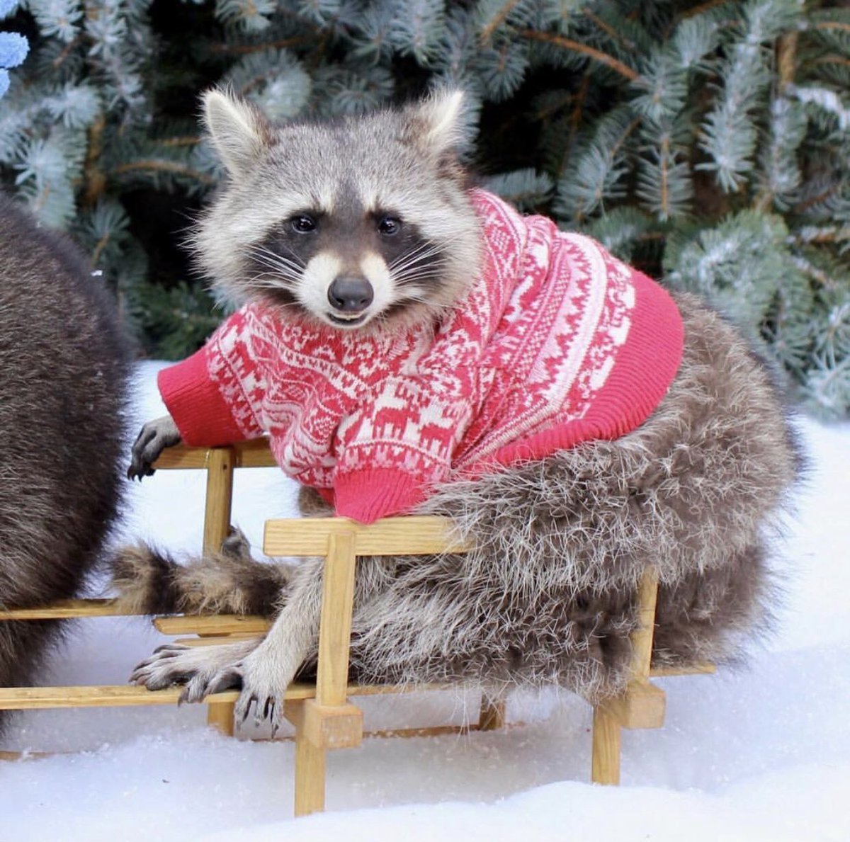 Енот в снегу