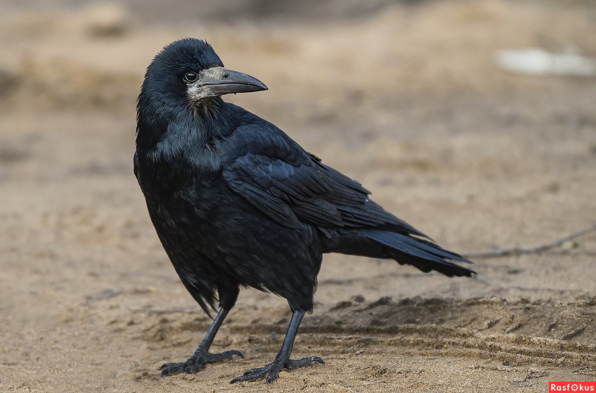 Картинки перелетных птиц Грач