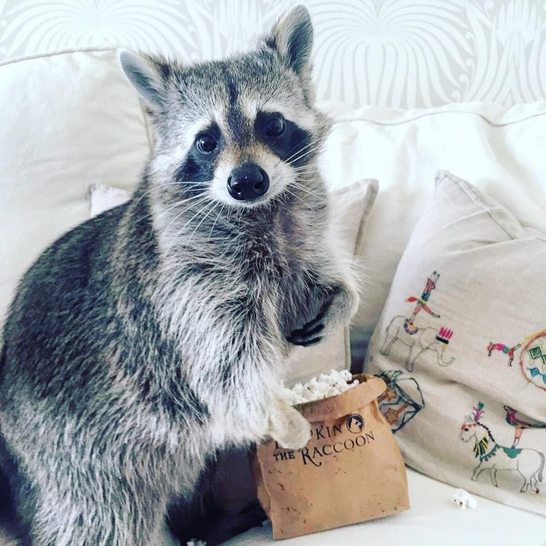 Енот в одежде