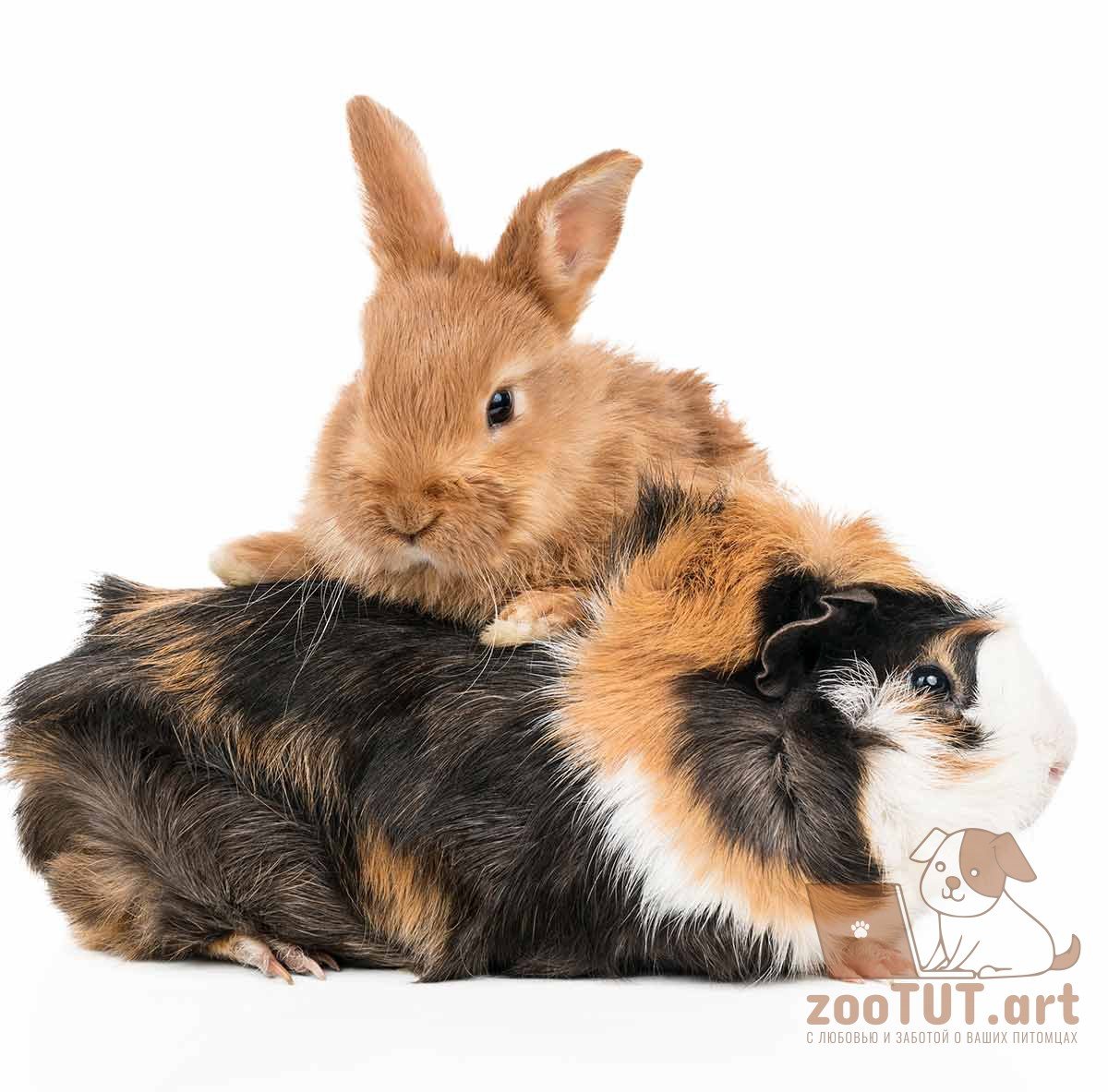 A Guinea Pig идиома