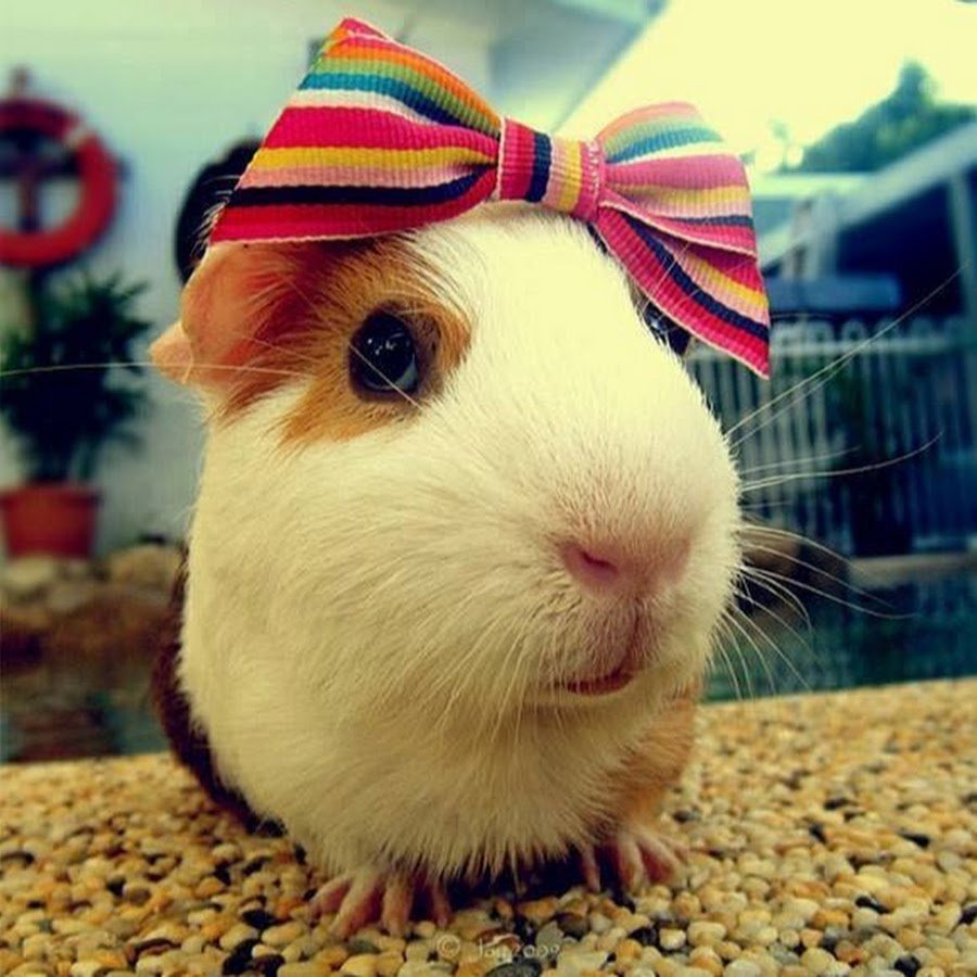 Крутая морская Свинка