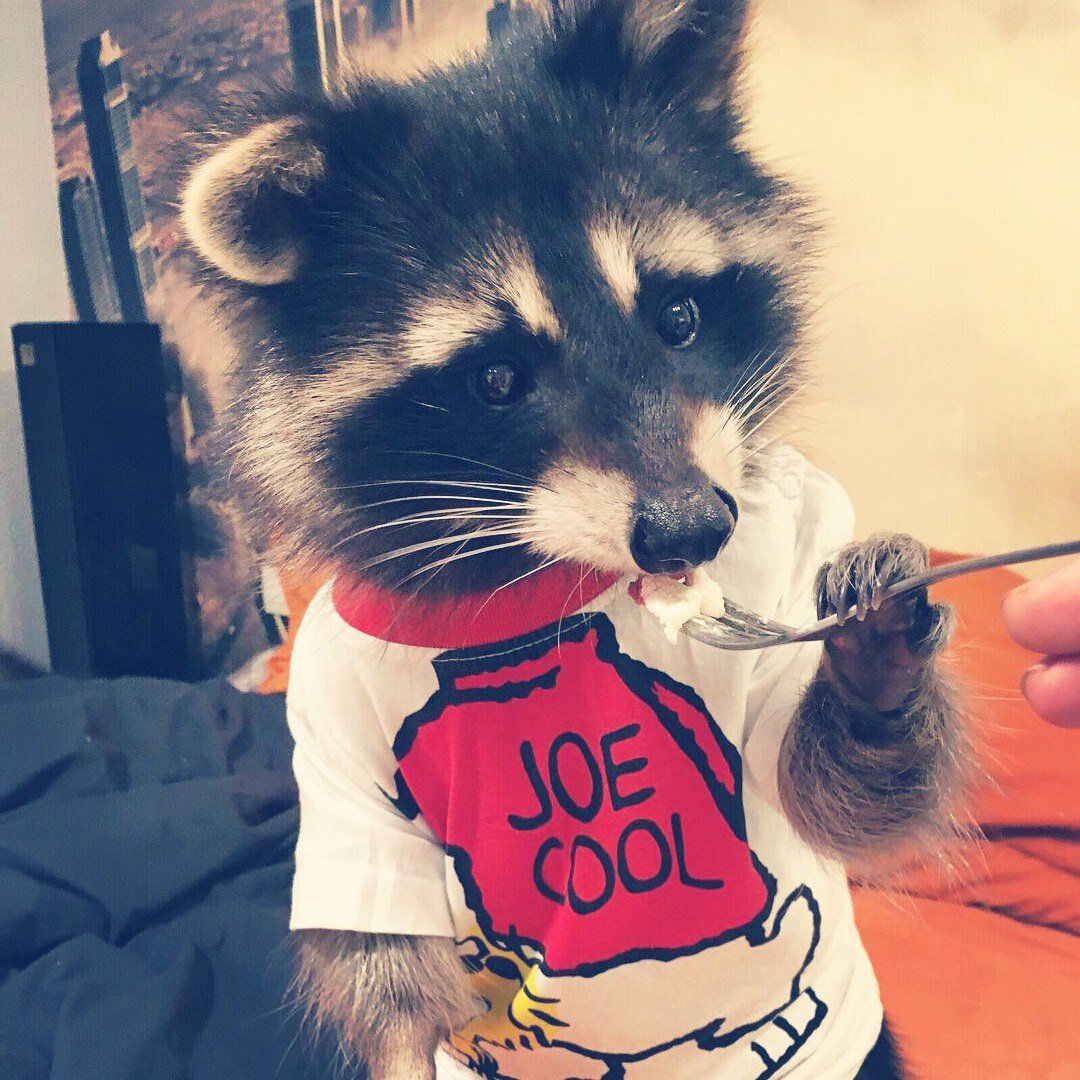 Енотик на аву