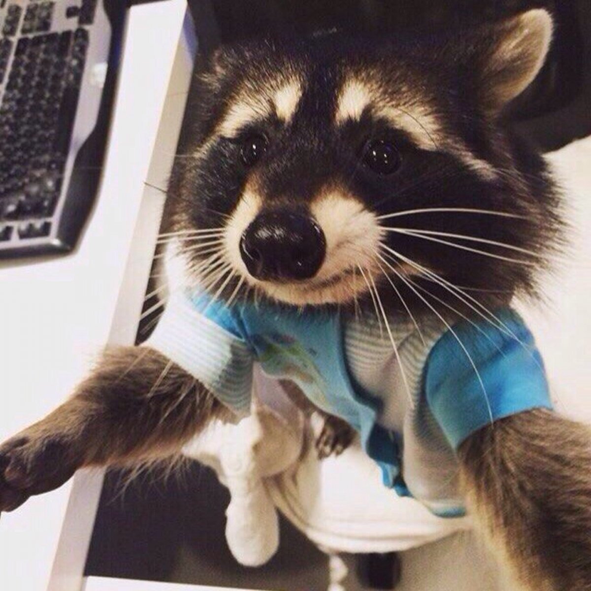 Крутой енот