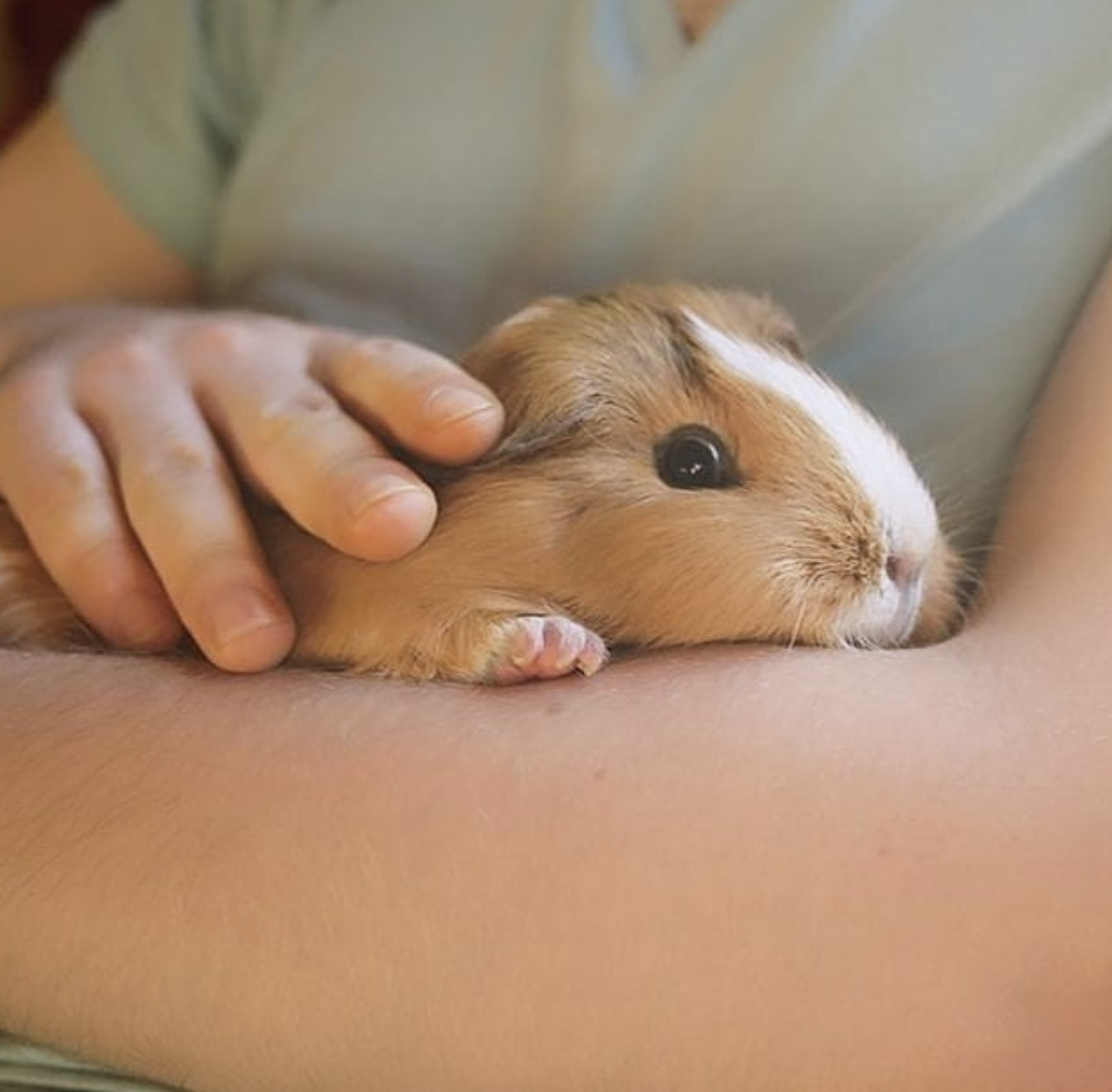 Морская Свинка Эстетика