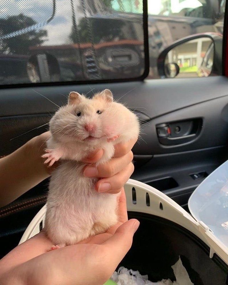 Хомяк сохры