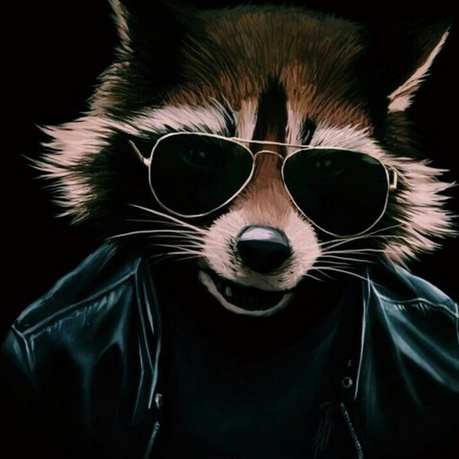 Крутой енот