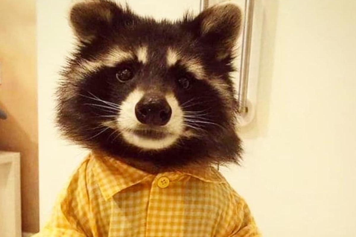 Енот в костюме