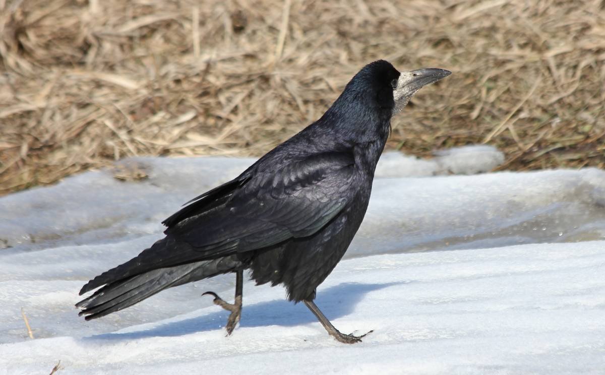 Грач подранок