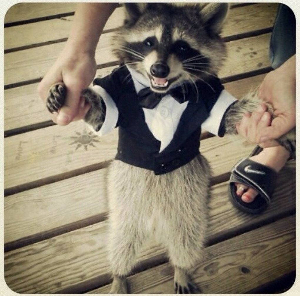 Енот в смокинге