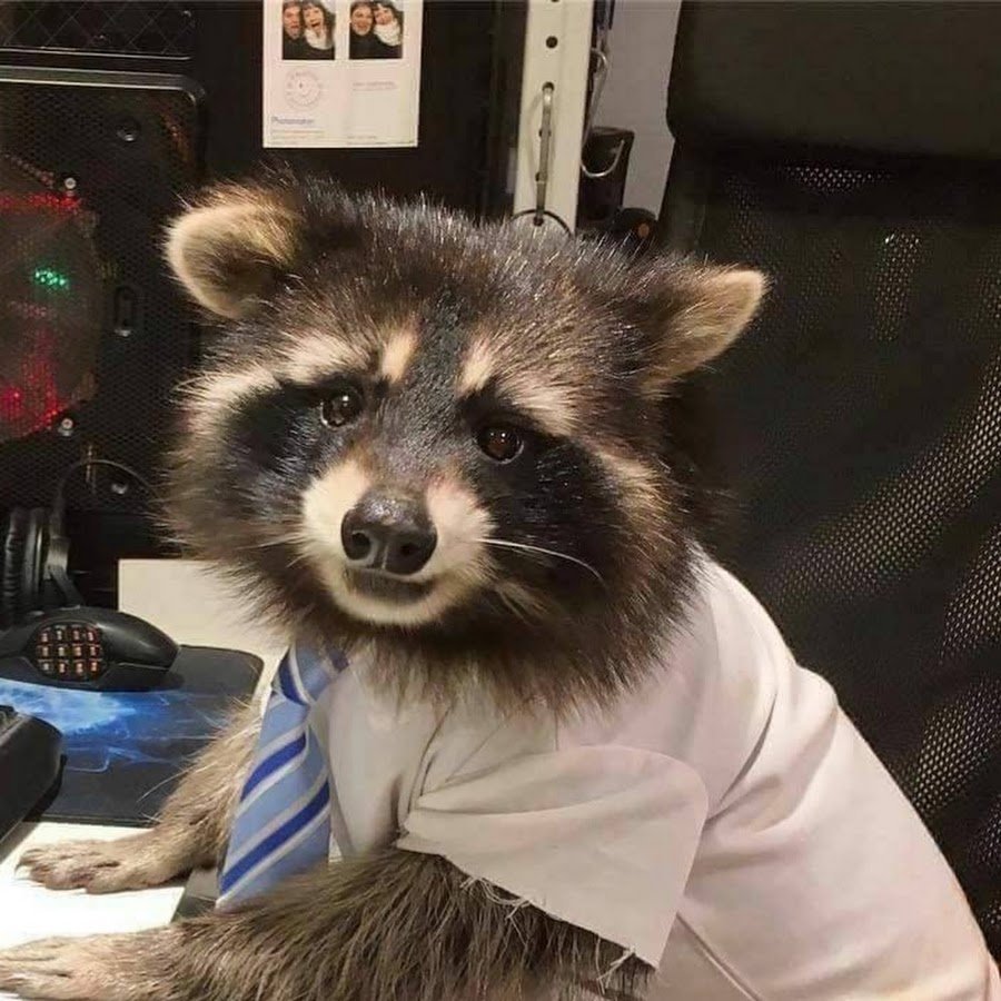 Смешной Енотик