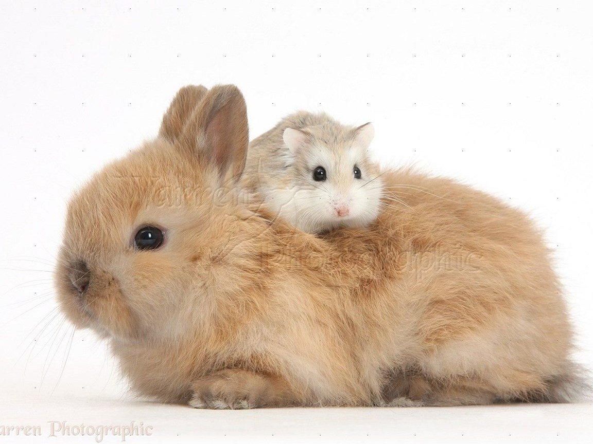 Кролик и хомячок