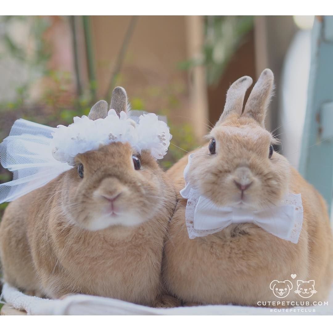 Кролик и хомяк