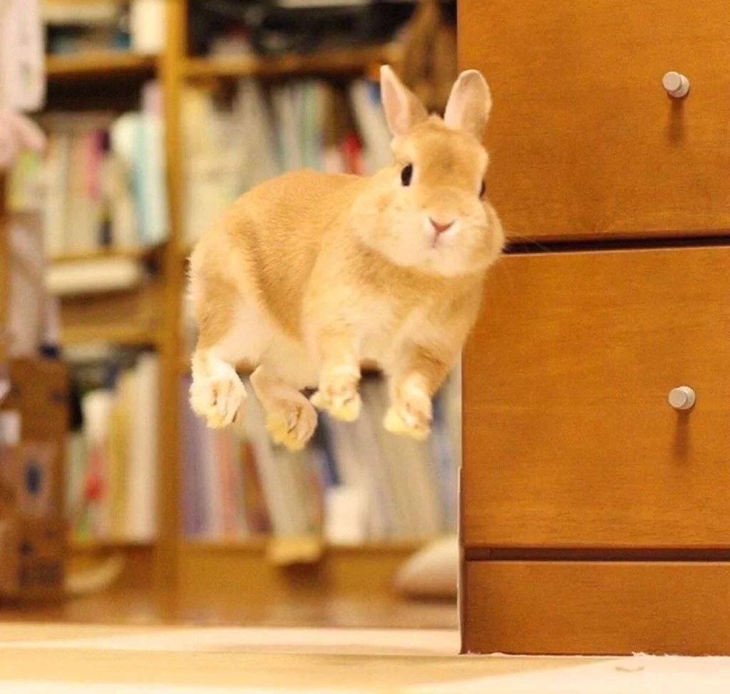 Бинки кролик