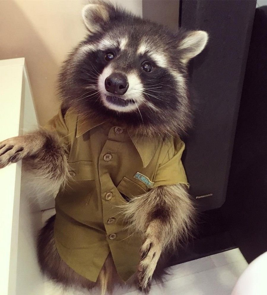 Забавные еноты