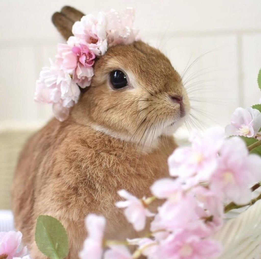 Кролик с цветочком