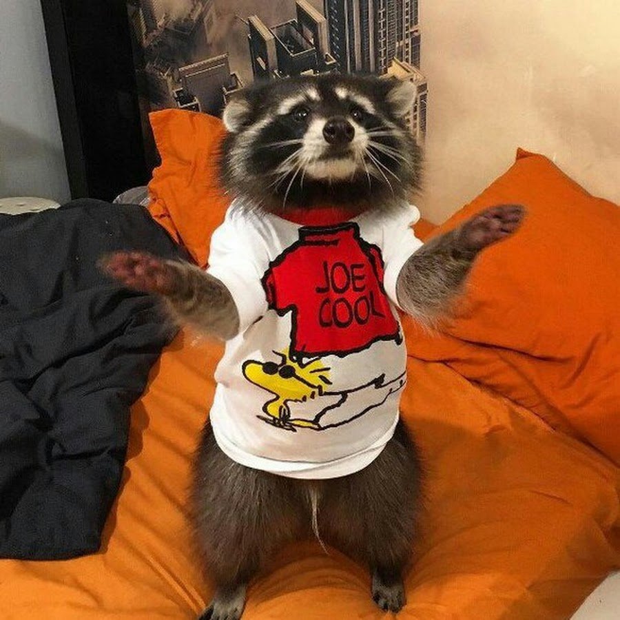 Модный енот