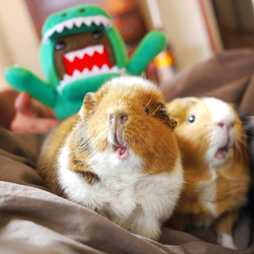 Милые морские свинки