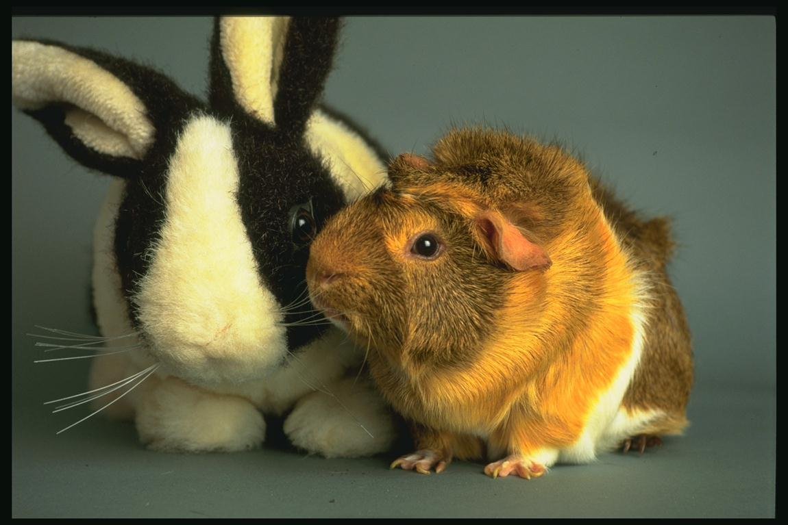 Кролик, шиншилла, морская Свинка, хомяк