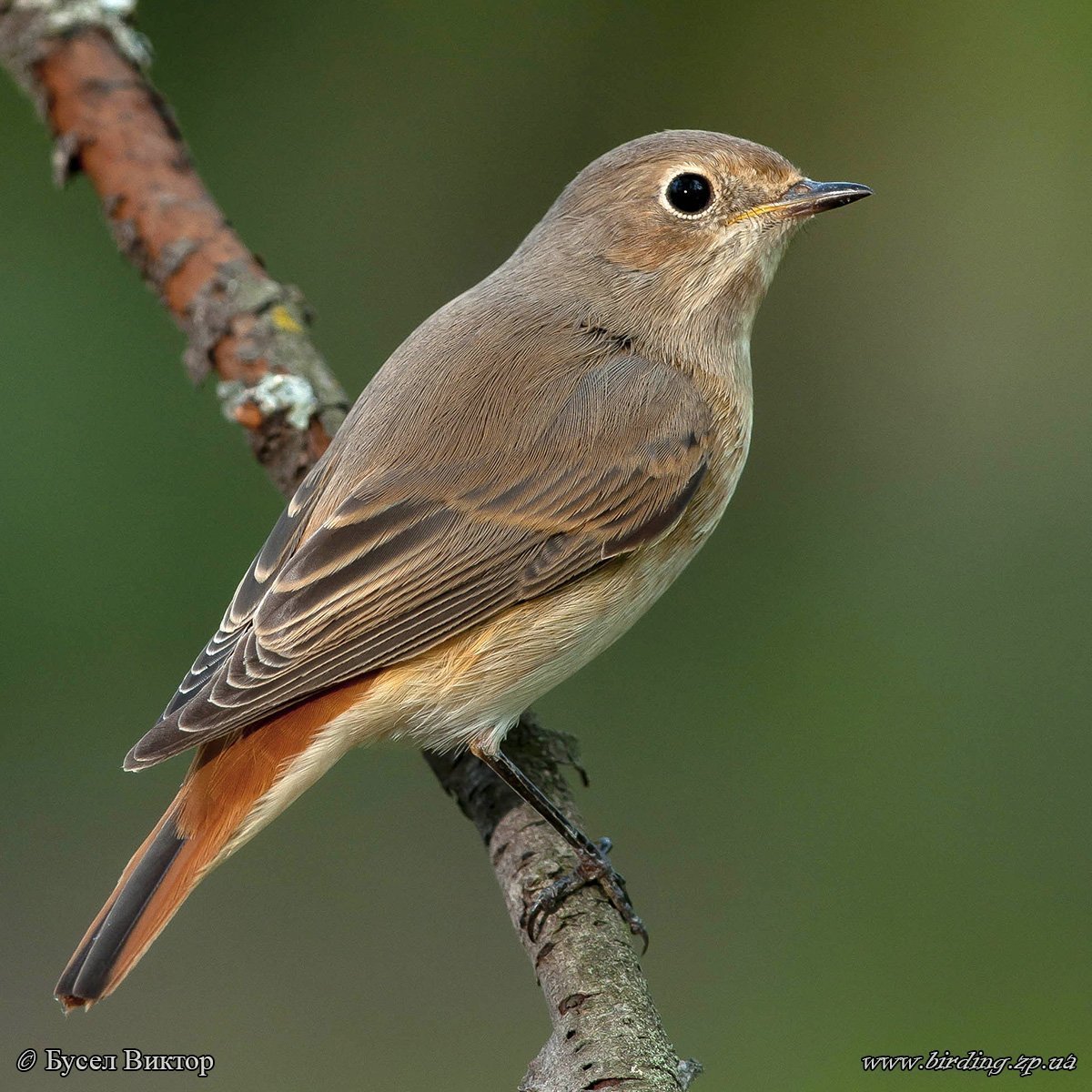 Мухоловка горихвостка птица
