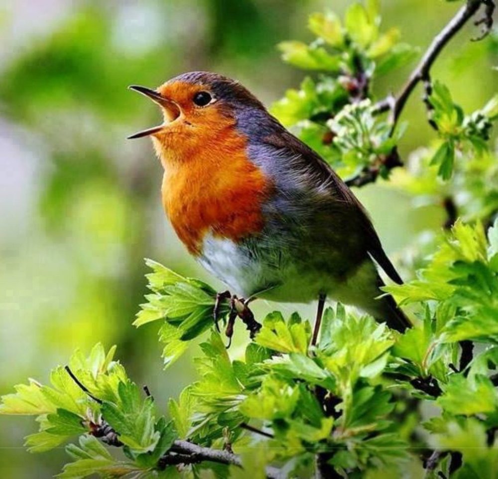 Малиновка Зарянка птичка