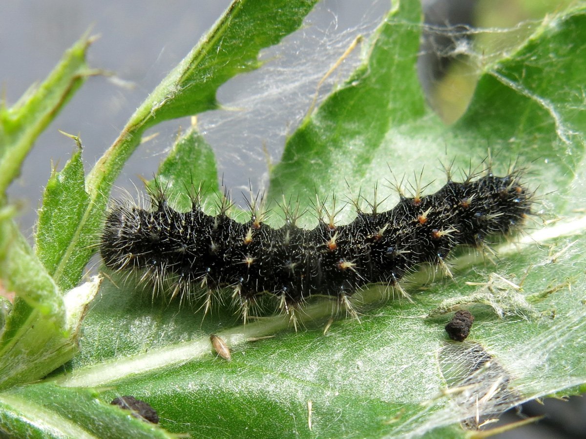 Гусеница бабочки Махаона маленькая