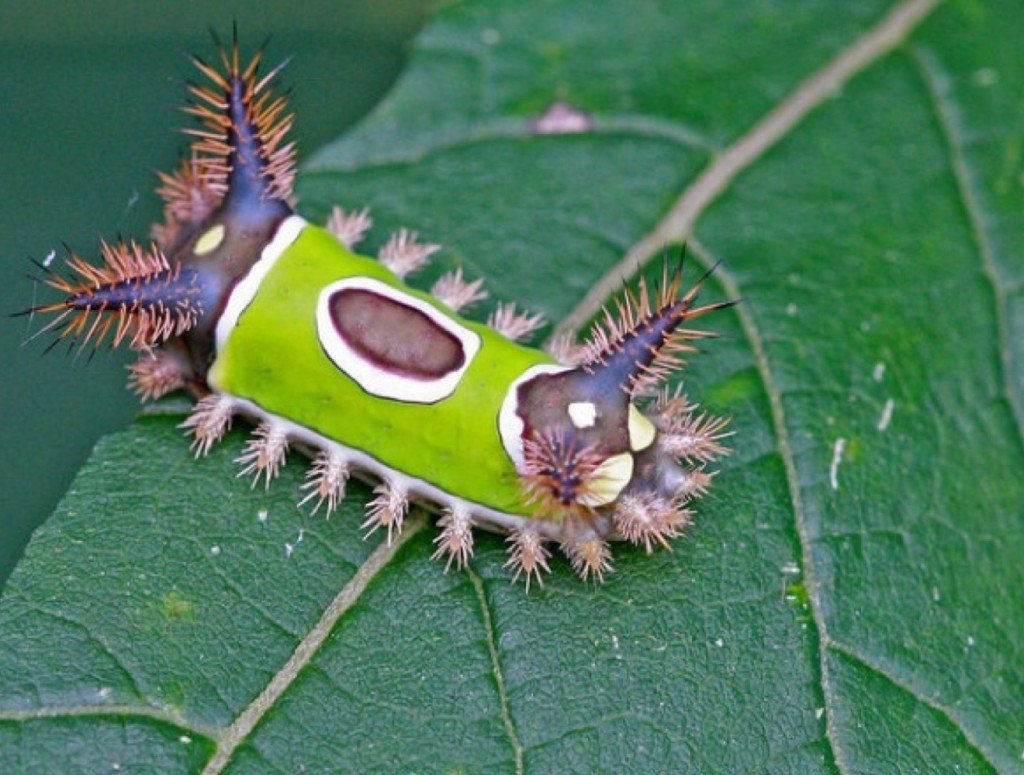 Гусеница бабочки