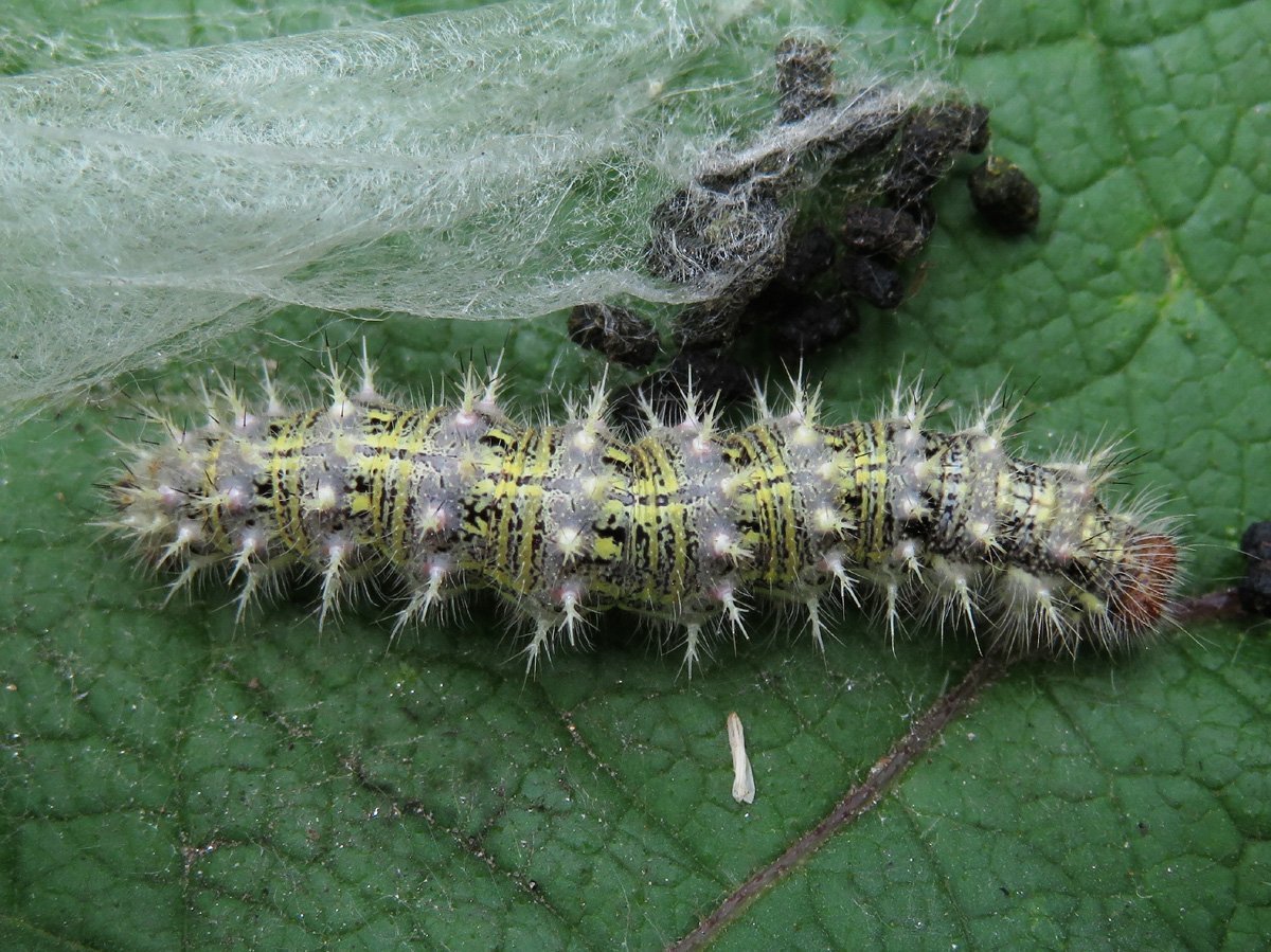 Насекомые гусеница