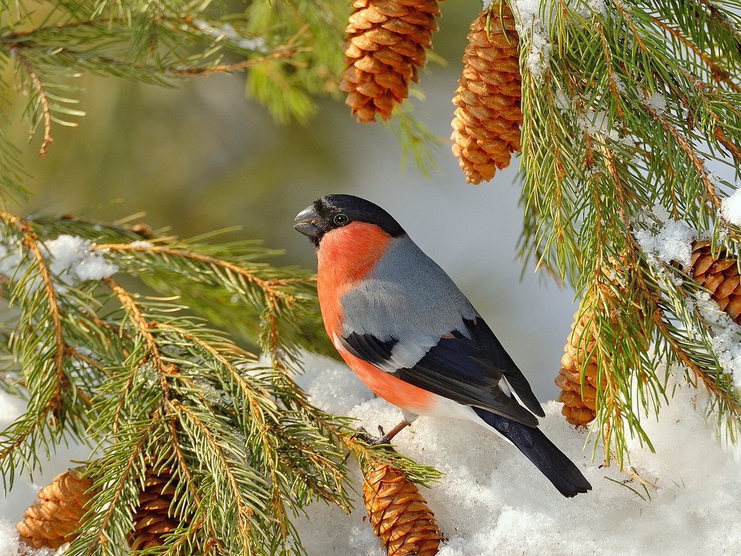 Зимующая птица снегери