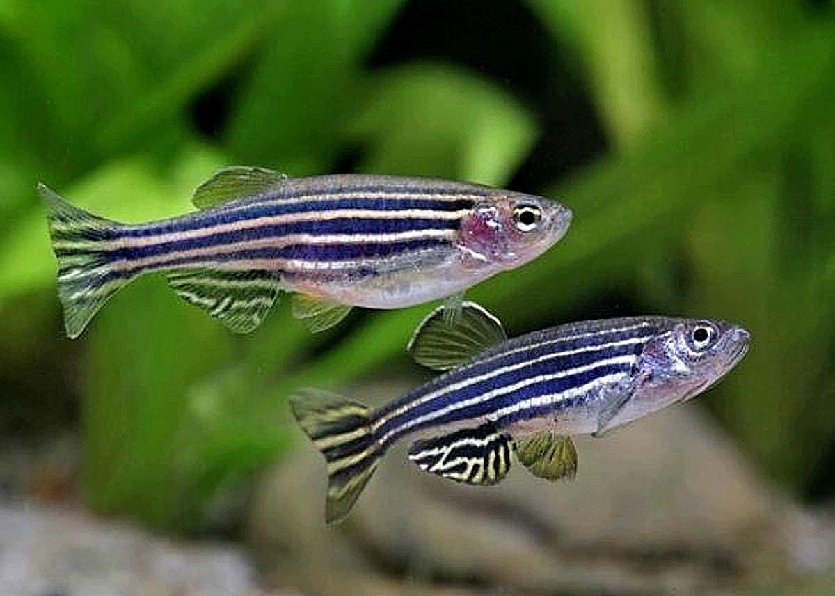 Данио рерио