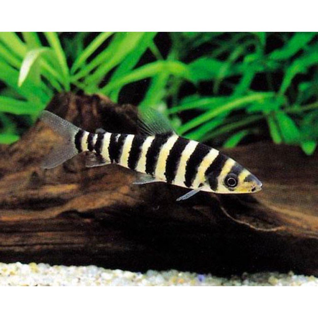 Лепоринус аффинис