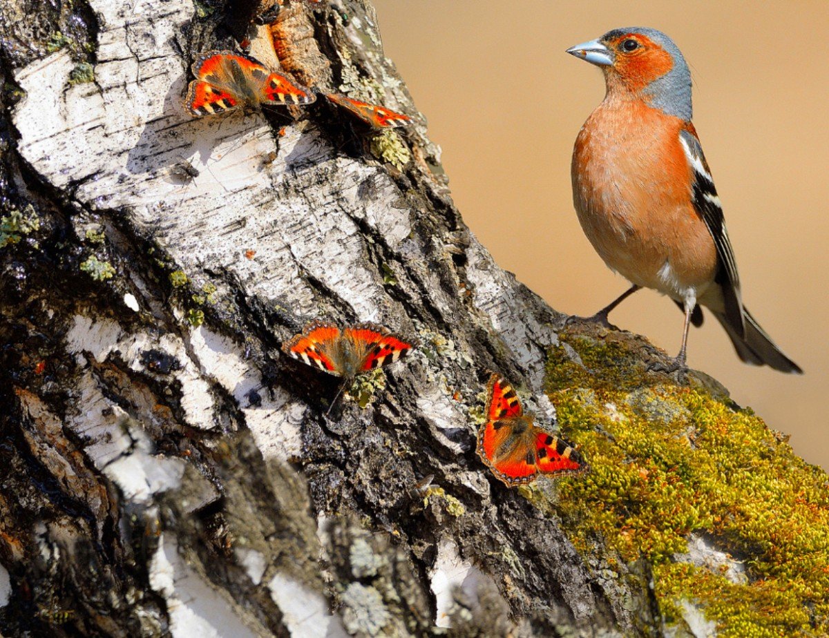 Птицы лесов