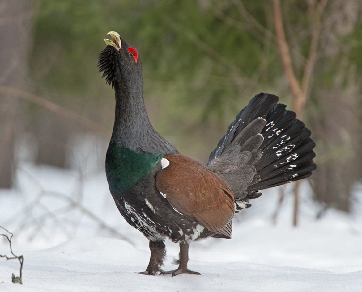 Глухарь птица фото самец