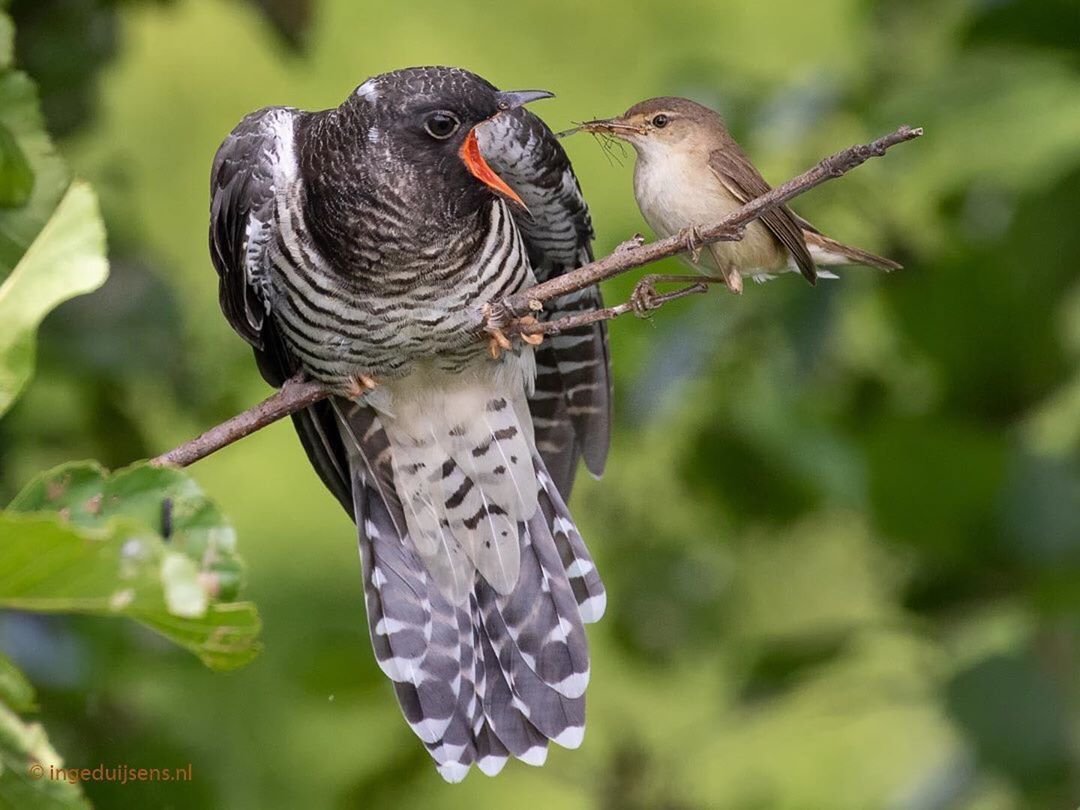 Обыкновенная Кукушка птенец