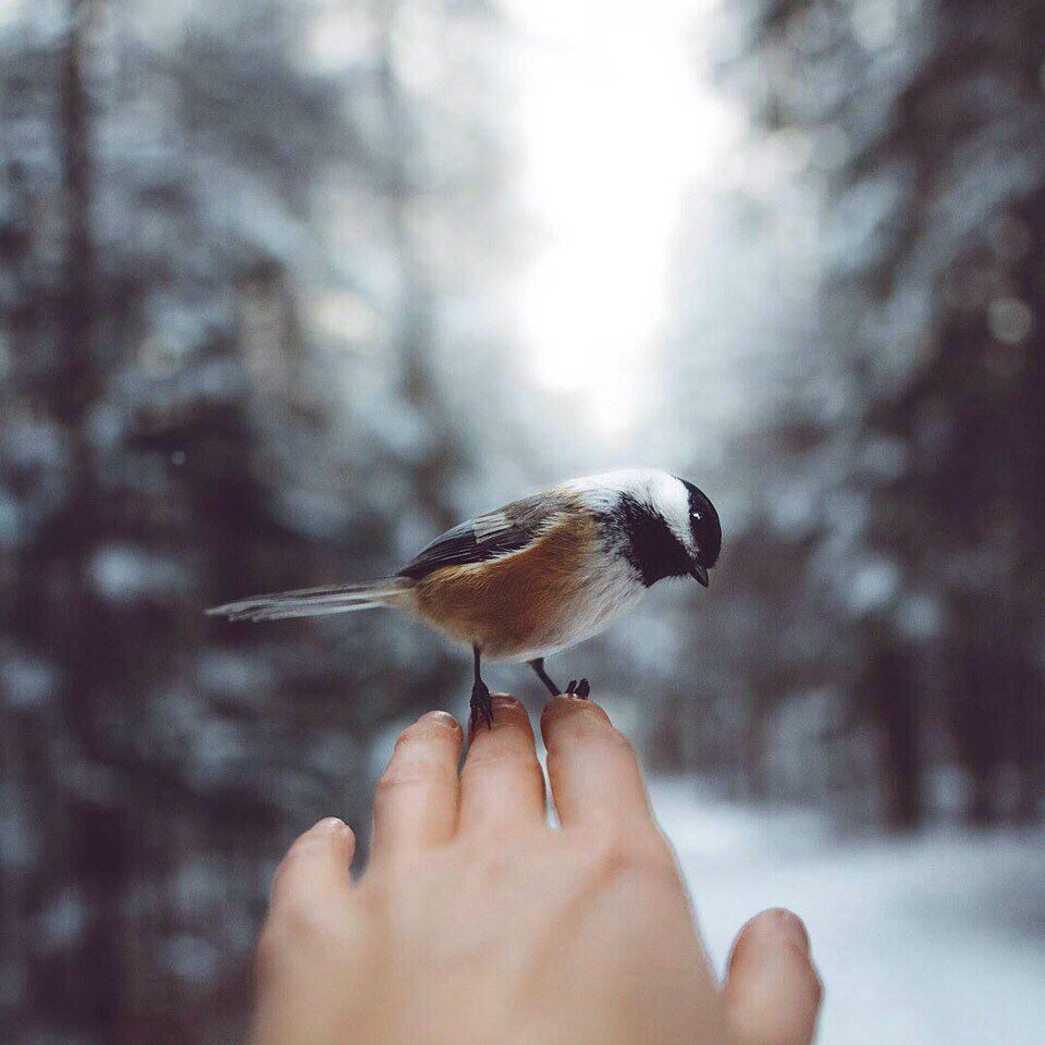 Птицы зимой