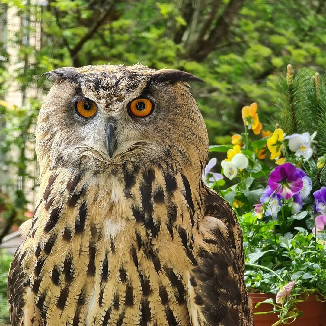 Yoll the Eagle-Owl