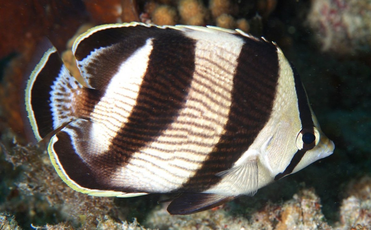 Chaetodon Caribbean