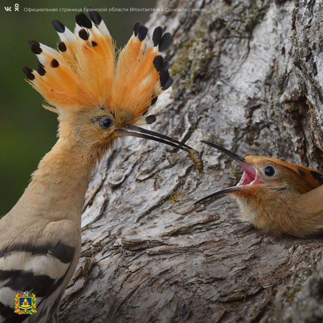Птицы Брянского леса