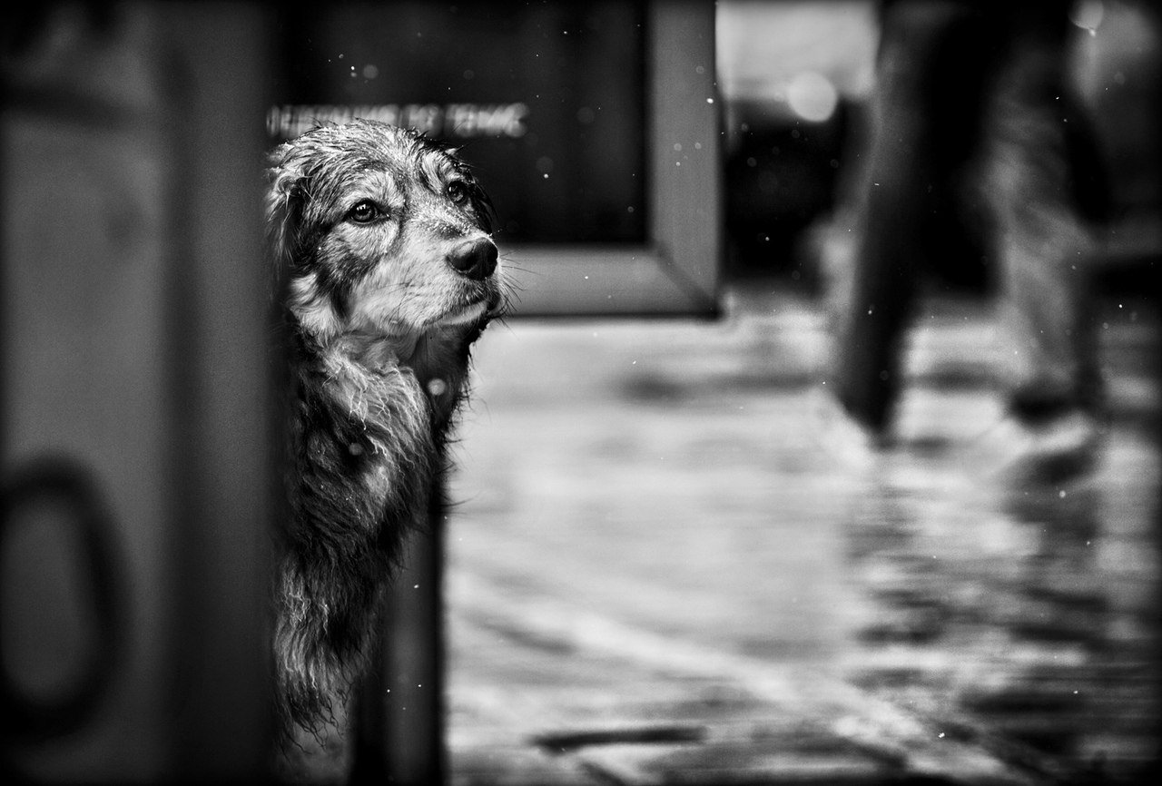 Собака печаль. Бездомные животные. Одинокая собака. Одинокая бездомная собака. Бездомный пес.