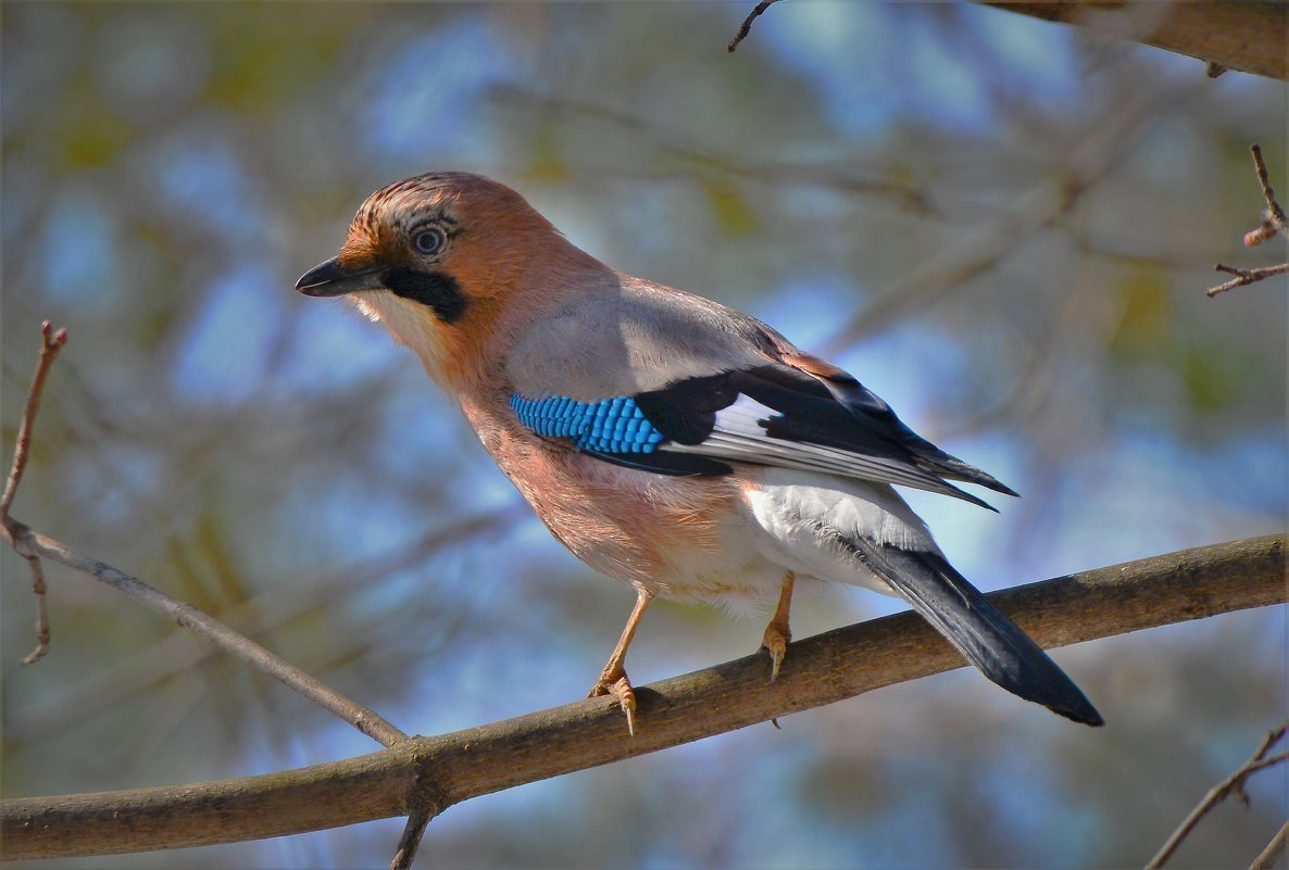 Птица Сойка Крымская