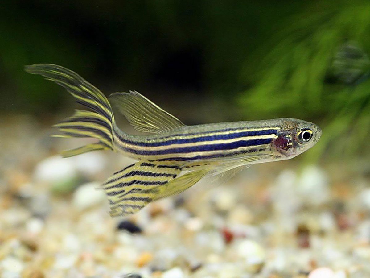 Данио рерио