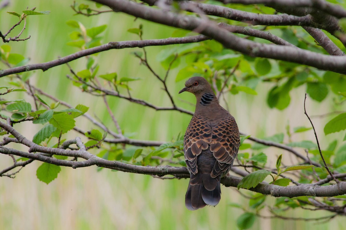 Горлица большая (Streptopelia orientalis)