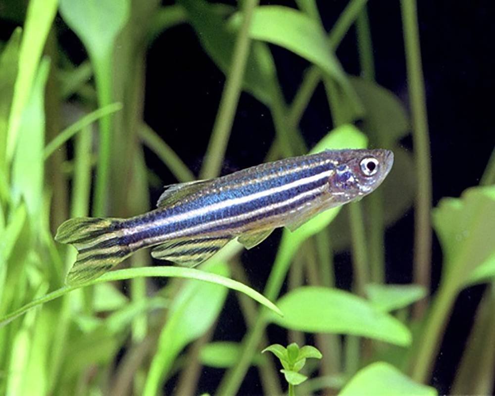 Данио рерио самец