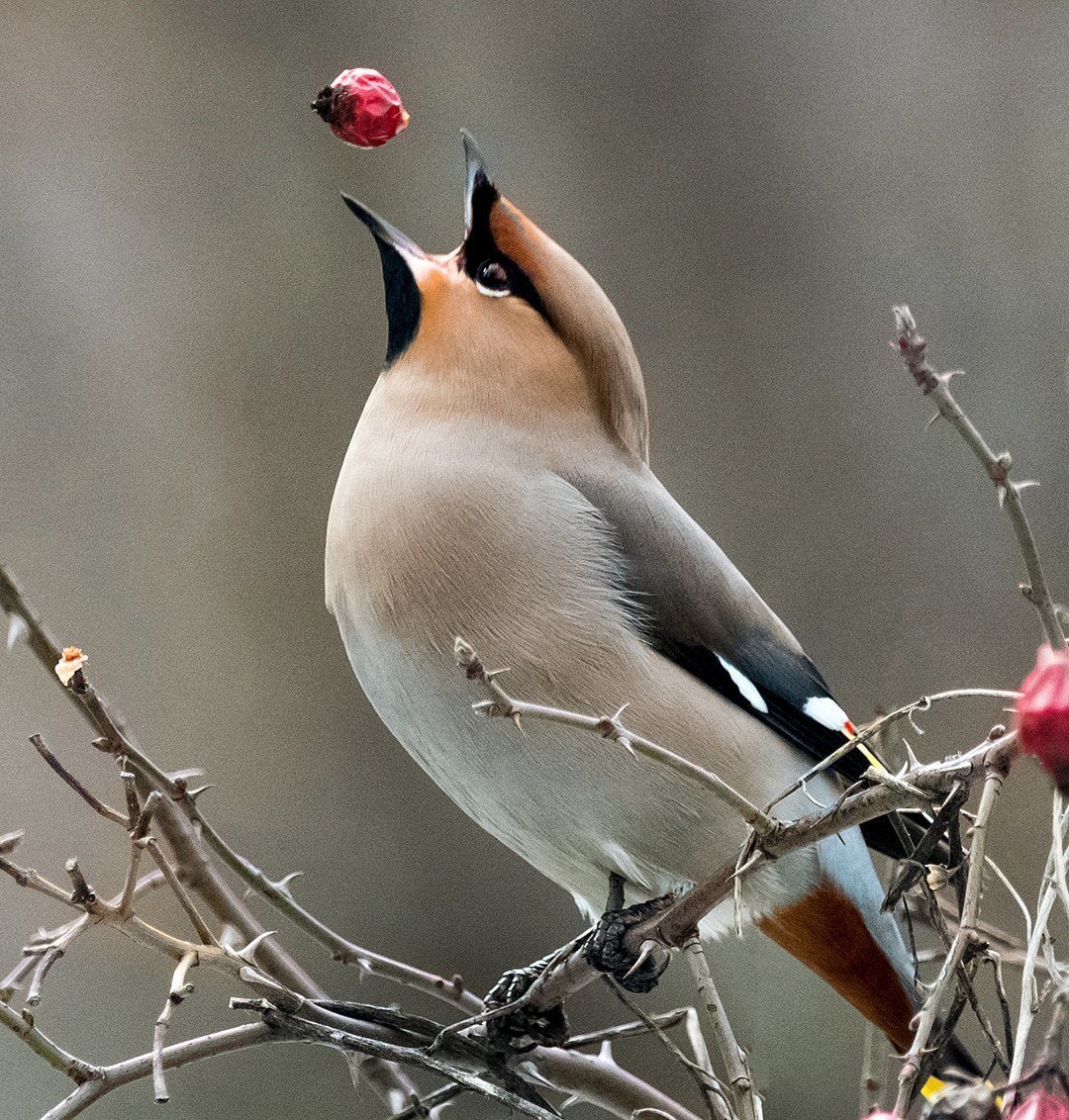 Свиристель обыкновенный