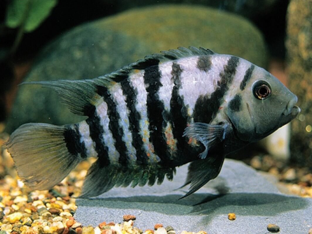 Цихлазома чернополосая