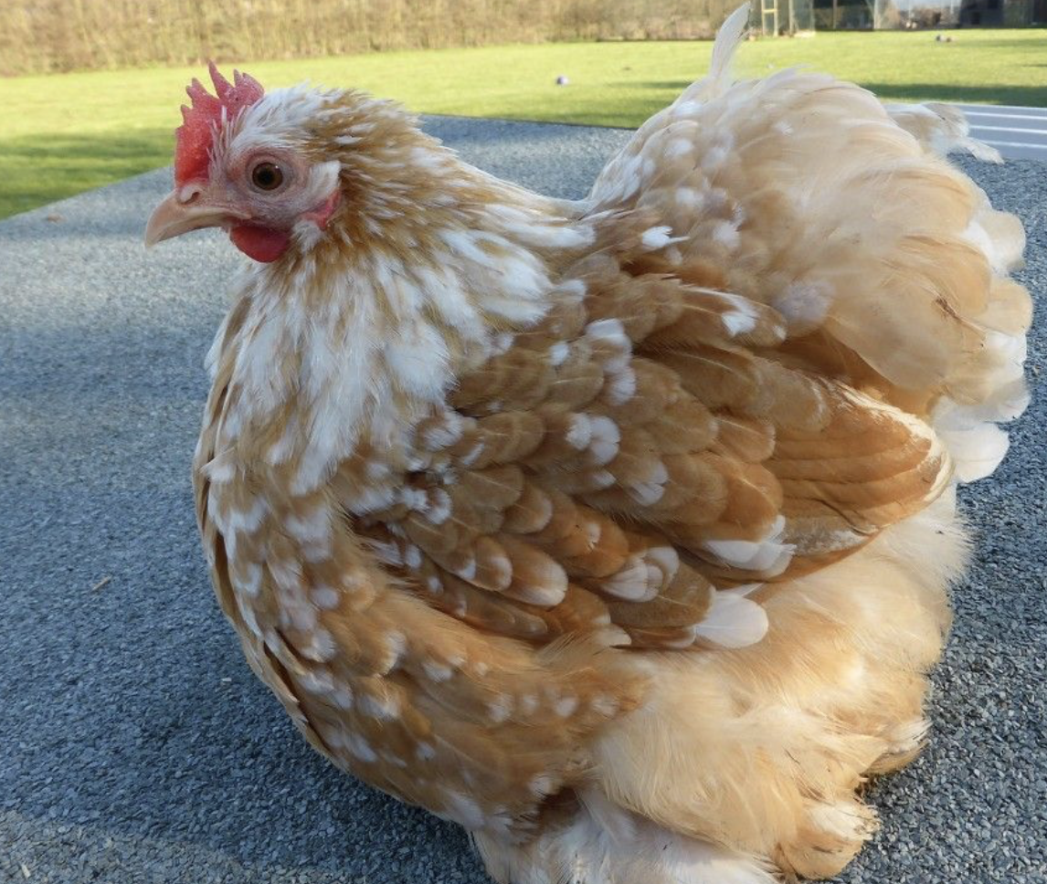 Куры Апертон