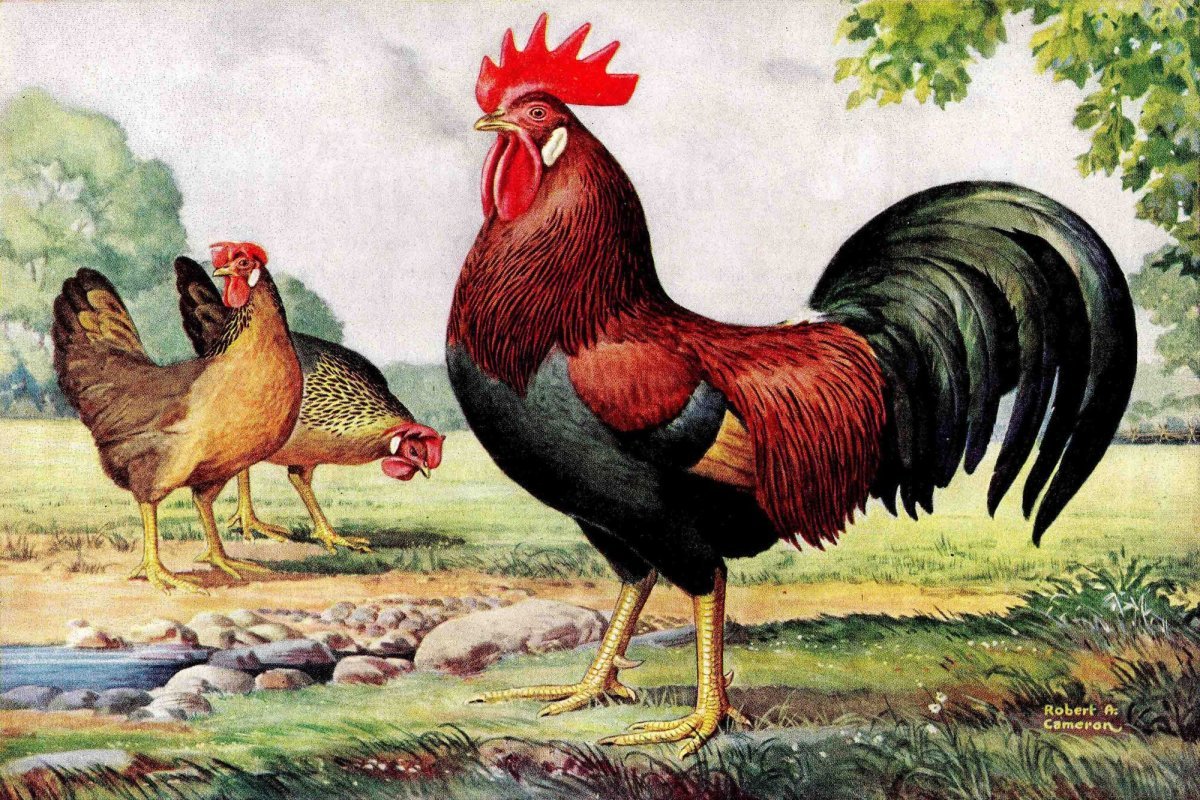 Петушок с семьёй