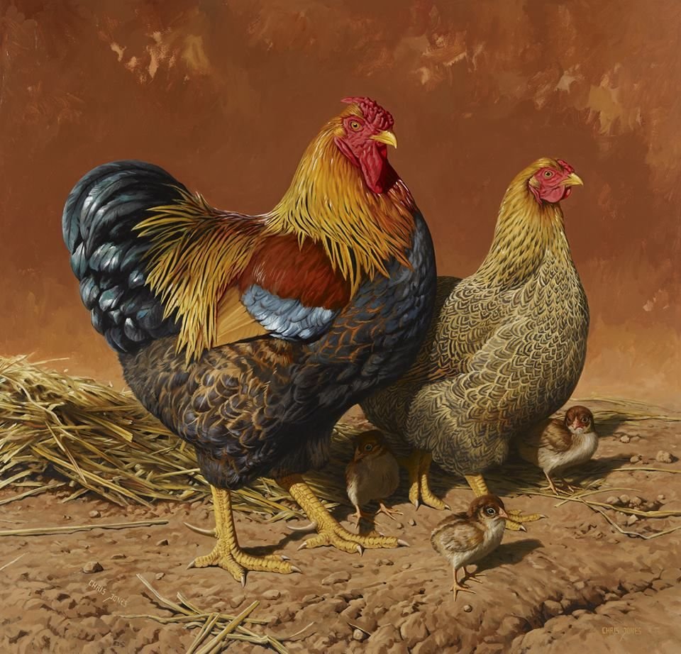 Голландский петух